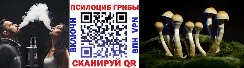площадка состав  закладка  Александровское  Галлюциногенные грибы мицелий 